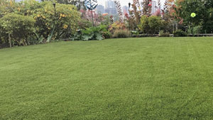 Artificial Grass ForeverLawn LandScapes Renew Card